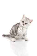 Cute American Shorthair kitten catching on white background