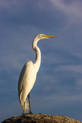 Garça branca pousada na pedra