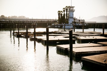 Fototapeta na wymiar Sea lions in San Francisco