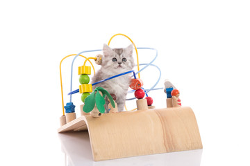 Cute tabby kitten playing wooden toy