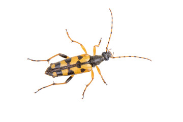 Yellow black bug on a white background