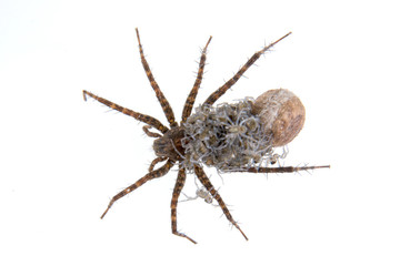 Spider with young on a white background