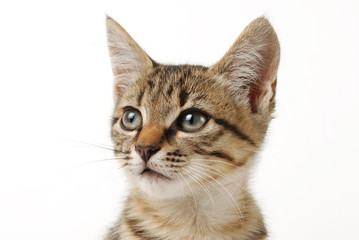Close-up portrait of little cute tabby  kitten on a white