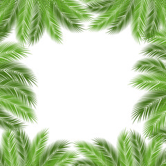 Fototapeta na wymiar Leaves of palm