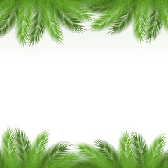 Fototapeta na wymiar Leaves of palm 