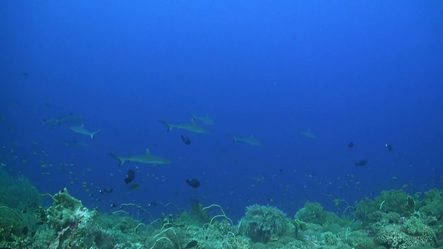 Grey Reef Sharks swimming over a coral reef with damselfish and anthias