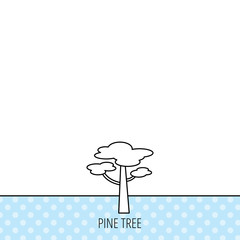 Pine tree icon. Forest wood sign.