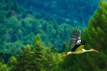 White Stork in Flight © Tomasz Zajda