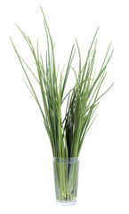 chives in a glass