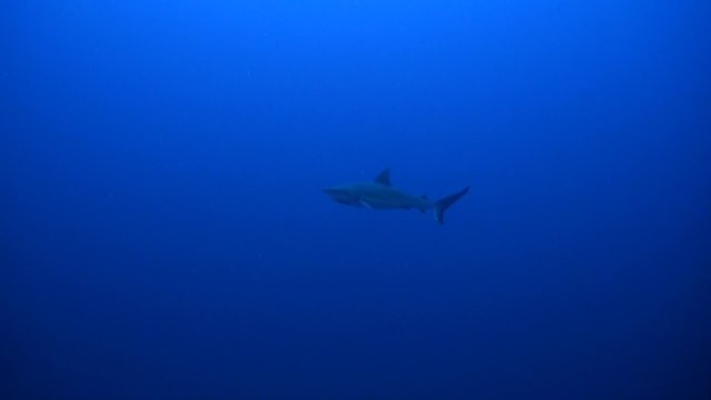 Grey Reef Shark swims in blue water