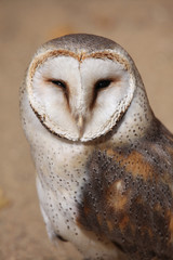 Barn owl (Tyto alba).
