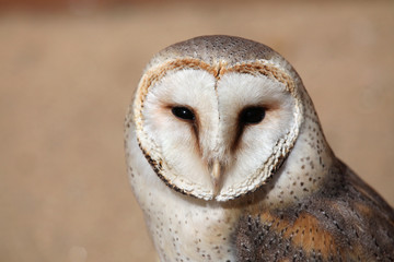 Barn owl (Tyto alba).