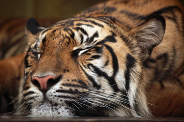 Tigre de Sumatra (Panthera tigris sumatrae).