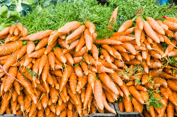 Orange fresh dug carrots at the market