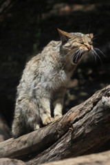 Naklejka na ściany i meble European wildcat (Felis silvestris silvestris).