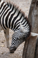 Burchell's zebra (Equus quagga burchellii).