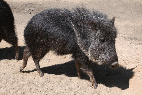 Chacoan Peccary Catagonus Wagneri Also Known As The ua Stock Photo Adobe Stock