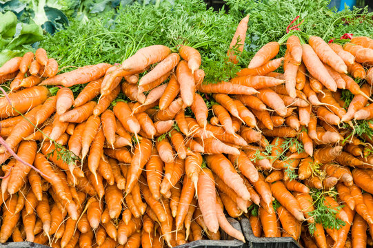 Orange fresh dug carrots at the market