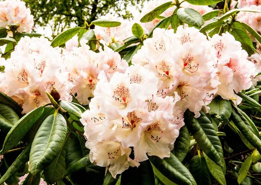 Rhododendronbl&uuml;ten