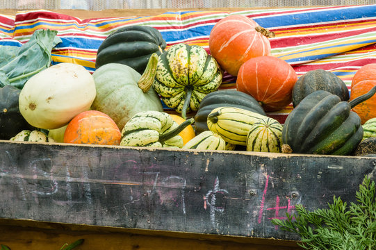 Winter Squash On Display At The Market