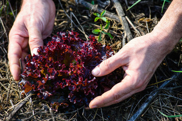 Pianta di Radicchio rosso, sviluppo curare, Agricoltura