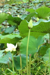 Thai lily flower blooming