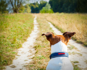 dog  looking and watching