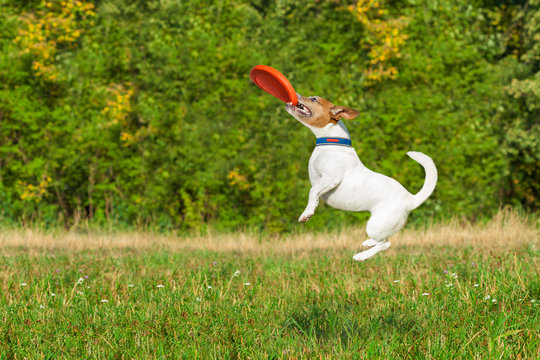 dog and owner playing