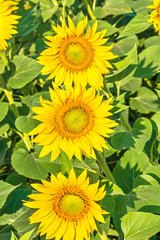 Three yellow flowers of sunflowers