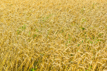 Golden ears of wheat in the field