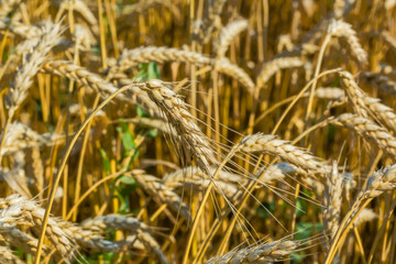 Fototapeta premium Golden ears of wheat in the field, close-up