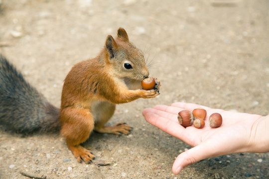 Red squirrel eat nuts from human hand