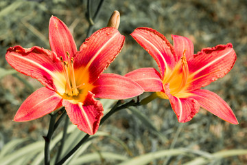 Two flowers of red lilys.