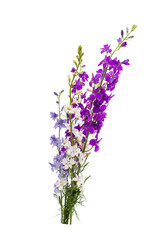 Naklejka premium Wild flowers isolated