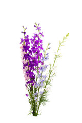 Wild flowers isolated