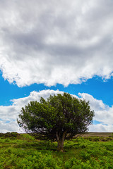 Fototapeta na wymiar einzelstehender Baum in den Quantock Hills in Somerset, England
