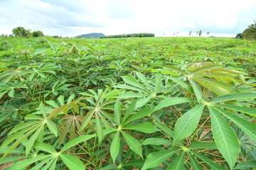 Cassava green field