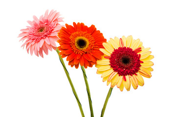 gerbera