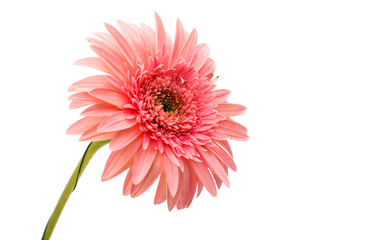 gerbera