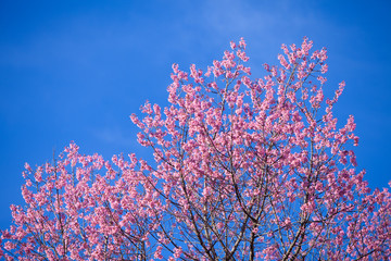 Beautiful pink cherry blossom (Sakura) flower at full bloom on b