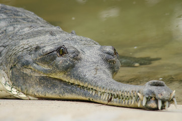 crocodile are semiaquatic and tend to congregate in freshwater h
