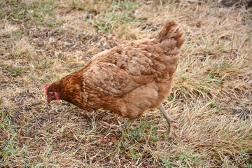 poule picorant