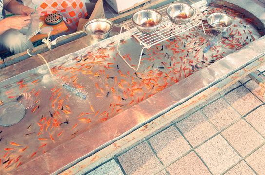 72 Best 金魚掬い Images Stock Photos Vectors Adobe Stock