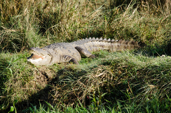 crocodile are semiaquatic and tend to congregate in freshwater h