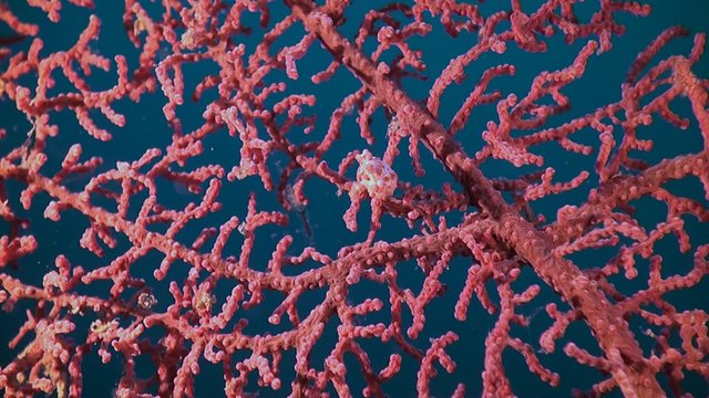 Pink Pygmy seahorse on gorgonian coral.