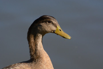 Portrait of Molting Mallard Drake