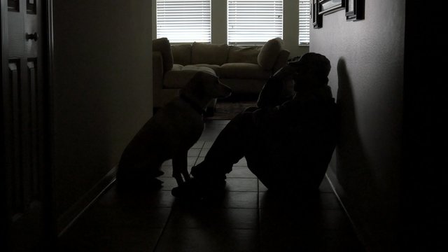 A soldier's dog comforts him during depression, 4K