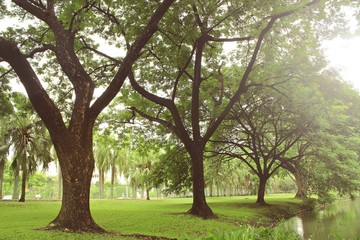 Old trees in the park