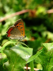 Obraz premium a summer scene