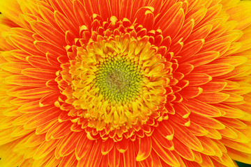 Colorful gerbera texture background